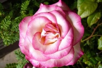  Роза Хендель (Rose Handel), С2