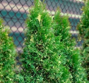 Туя западная "Smaragd Variegata" (Thuja occidentalis) С2