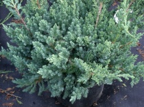 Можжевельник китайский "San Jose" (Juniperus chinensis), С7,5