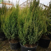 Можжевельник китайский "Stricta" (Juniperus chinensis) C15