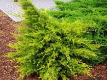Можжевельник китайский "Kuriwao Gold" (Juniperus chinensis), С5