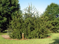 Ель обыкновенная "Virgata" (Picea abies), С7,5