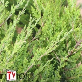 Можжевельник китайский "Spartan" (Juniperus chinensis) C7.5
