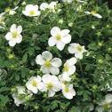 Лапчатка кустарниковая "Abbotswood" (Potentilla fruticosa) С5