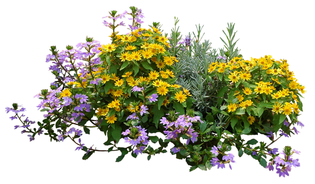 Многолетники