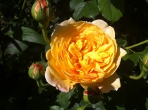 Роза Голден Селебрейшн (Golden Celebration), C2