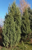 Можжевельник китайский Iowa С15