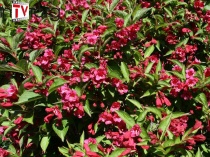 Вейгела "Eva Rathke" (Weigela) C5