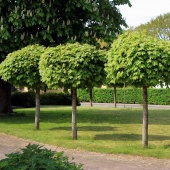 Клён остролистный "Globosum" (Acer platanoides), С10