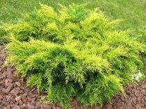Можжевельник средний "Mordigan Gold" (Juniperus x media) C5
