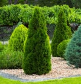 Туя западная "Smaragd" высота 80-100см. (Thuja occidentalis) 