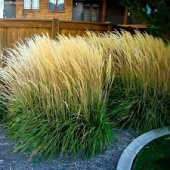 Вейник остроцветковый Карл Форстер C2