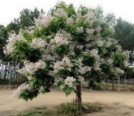 Катальпа бигнониевидная (Catalpa bignonioides ) С5