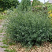 Ива пурпурная Нана Грацилис C3