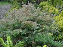 Кипарисовик горохоплодный "Ломбартс" (Chamaecyparis pisifera Squarrosa "Lombarts") С7,5