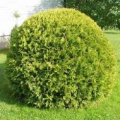 Туя западная Magdalena (Thuja occidentalis) C2
