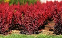 Барбарис Тунберга Дариуш (Dariusz) С2