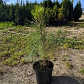 Сосна желтая (Pinus ponderosa) С7.5