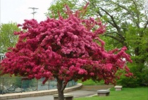 Яблоня Недзвецкого С5