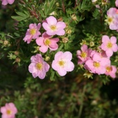 Лапчатка кустарниковая "Pretty Polly" (Potentilla fruticosa) С5