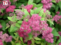 Спирея японская Фробели C2