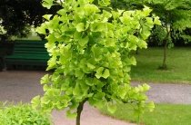 Гинкго Билоба (Ginkgo biloba) C2