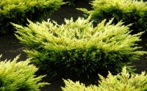 Можжевельник горизонтальный "Lime glow" (Juniperus horizontalis), С2