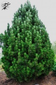 Сосна Гельдрейха "Compact Gem" (Pinus heldreichii), C5
