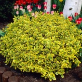 Бересклет Форчуна Эмеральд Голд (Euonymus fortunei Emerald Gold) С2