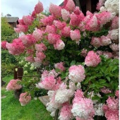 Гортензия метельчатая Ванилла Фрейз (Hydrangea paniculata Vanille Fraise) C2
