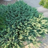 Можжевельник горизонтальный Бар Харбор (Juniperus horizontalis Bar Harbor) C2