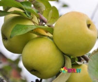 Яблоня "Антоновка" в горшке  C7.5