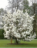 Магнолия Суланжа Ленней Альба (Magnolia soulangeana Lennei Alba) С3