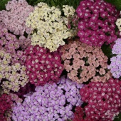 Тысячелистник (микс)  C2