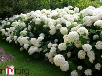 Гортензия древовидная "Annabelle" (Hydrangea arborescens) C2