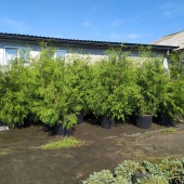 Туя западная Брабант C3 100-120см