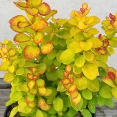 Барбарис Тунберга Неон Голд C2