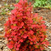 Барбарис Тунберга "Desperados" С3