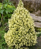 Ель сизая "Daisy’s White" (Picea glauca) С15