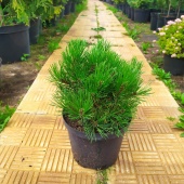 Сосна горная Pumilio(Pinus mugo var. pumilio) С5