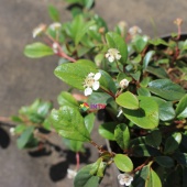 Кизильник Даммера "Major" (Cotoneaster Dammeri) C2