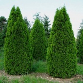 Туя западная "Smaragd" (Thuja occidentalis) C15 100-120см.
