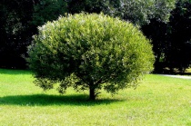 Ива ломкая шаровидная (Salix fragolis)