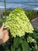 Гортензия метельчатая Литл Лайм (Hydrangea paniculata Little Lime) С2