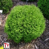 Туя западная Хозери (Thuja occidentalis Hoseri) С10