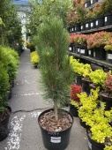 Сосна черная Пирамидалис (Pinus nigra Pyramidalis)  С5