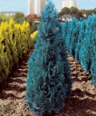 Кипарисовик Лавсона Колумнарис Глаука С2