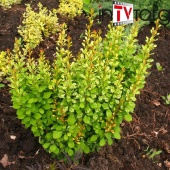 Барбарис Тунберга Пау Вау С2