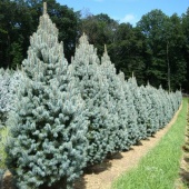 Ель колючая "Iseli Fastigiate" (Picea pungens), С7,5