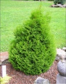 Туя западная "Micky" (Thuja occidentalis) C2